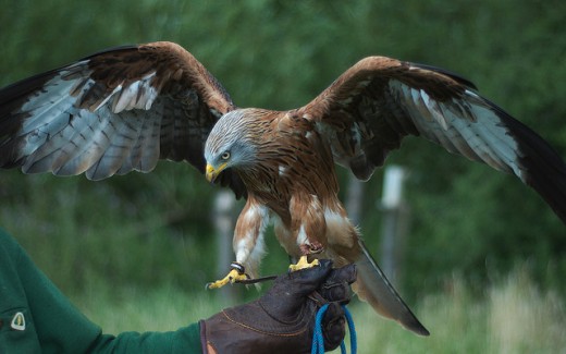 Red Kite, Wings Spread