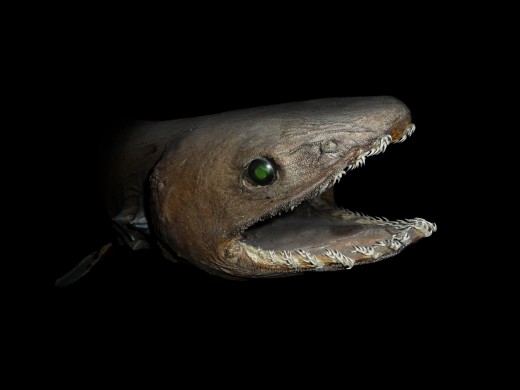 A Frilled Shark - Check out the teeth on this guy!