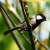 Cinereous Tit Cinereous Tit