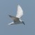 Whiskered Tern Whiskered Tern