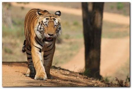 Male Tiger at Kanha