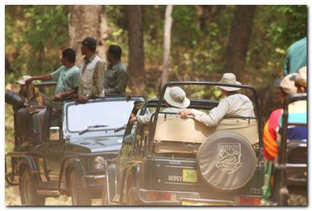 Safari jeeps in the park 