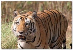 Kanha:tiger Safari & Birding Tours