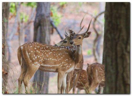 Spotted Deer
