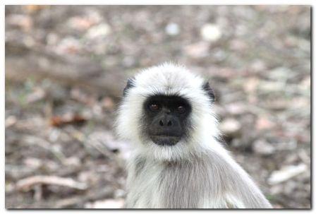 Langur