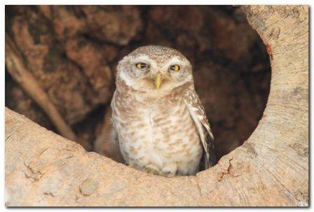Forest Spotted Owlet 