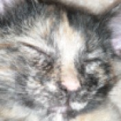 LilyintheVille profile image