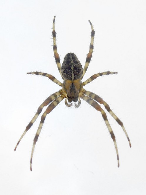 Common garden spider