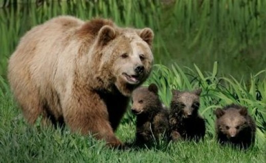 Brown Bear Mom And Cubs