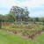 Part of the rose gardens.. Part of the rose gardens..