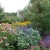 Flowers to attract monarch butterflies. Flowers to attract monarch butterflies.