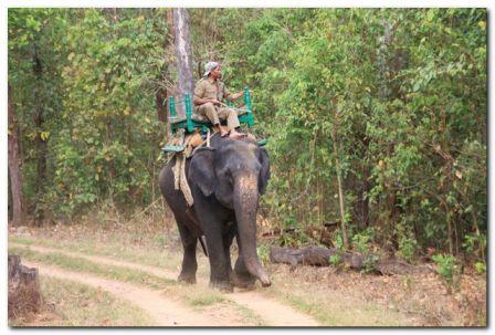 Joy Ride in Elephant Back 