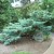 A giant Bonsai tree A giant Bonsai tree