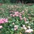 More roses. More roses.