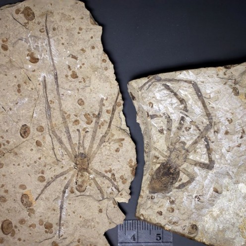 An extinct species of spider from China