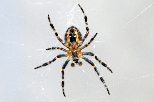 Are you afraid of spiders?