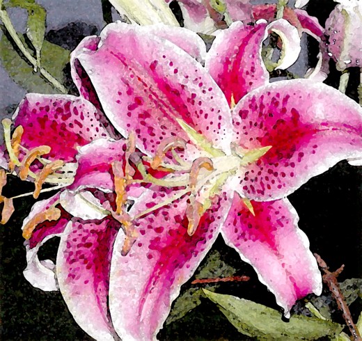 Stargazer lily art print