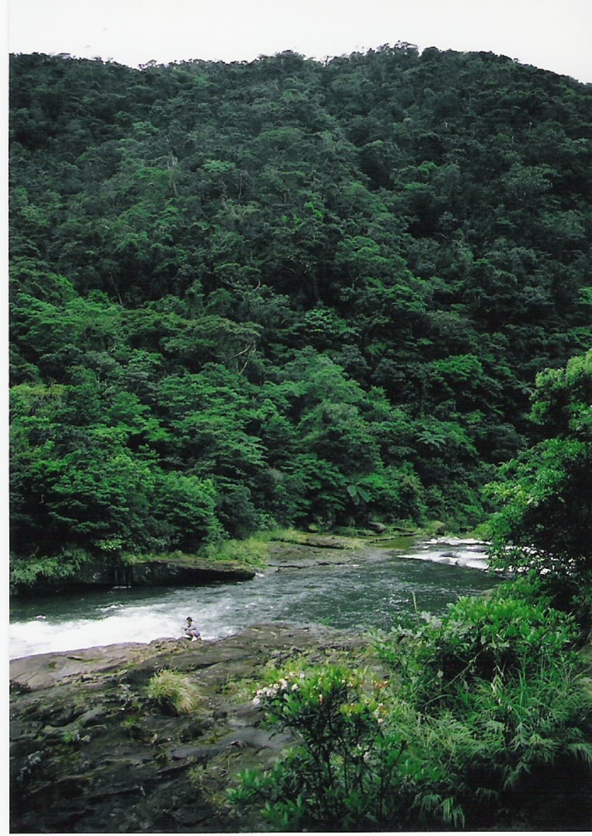 Jungle below Kampira falls, Iriomote.