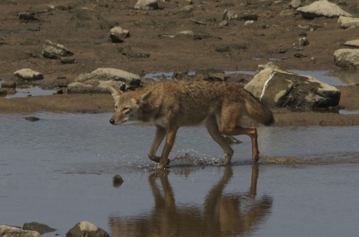 A Tulsa Resident, the coyote