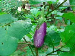 Egg Plant The Vegetable For Excellent Health, Beautiful Skin And Hair