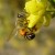 Honey Bee Honey Bee