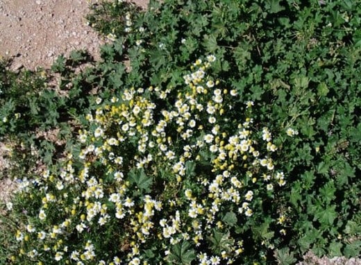Chamomile grows all over Greece, along with poppies.