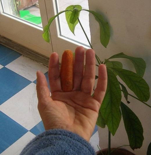 Carrot Fingers