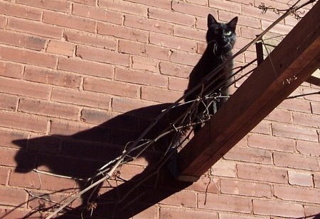 Cats get arthritis for the same reasons we do.  