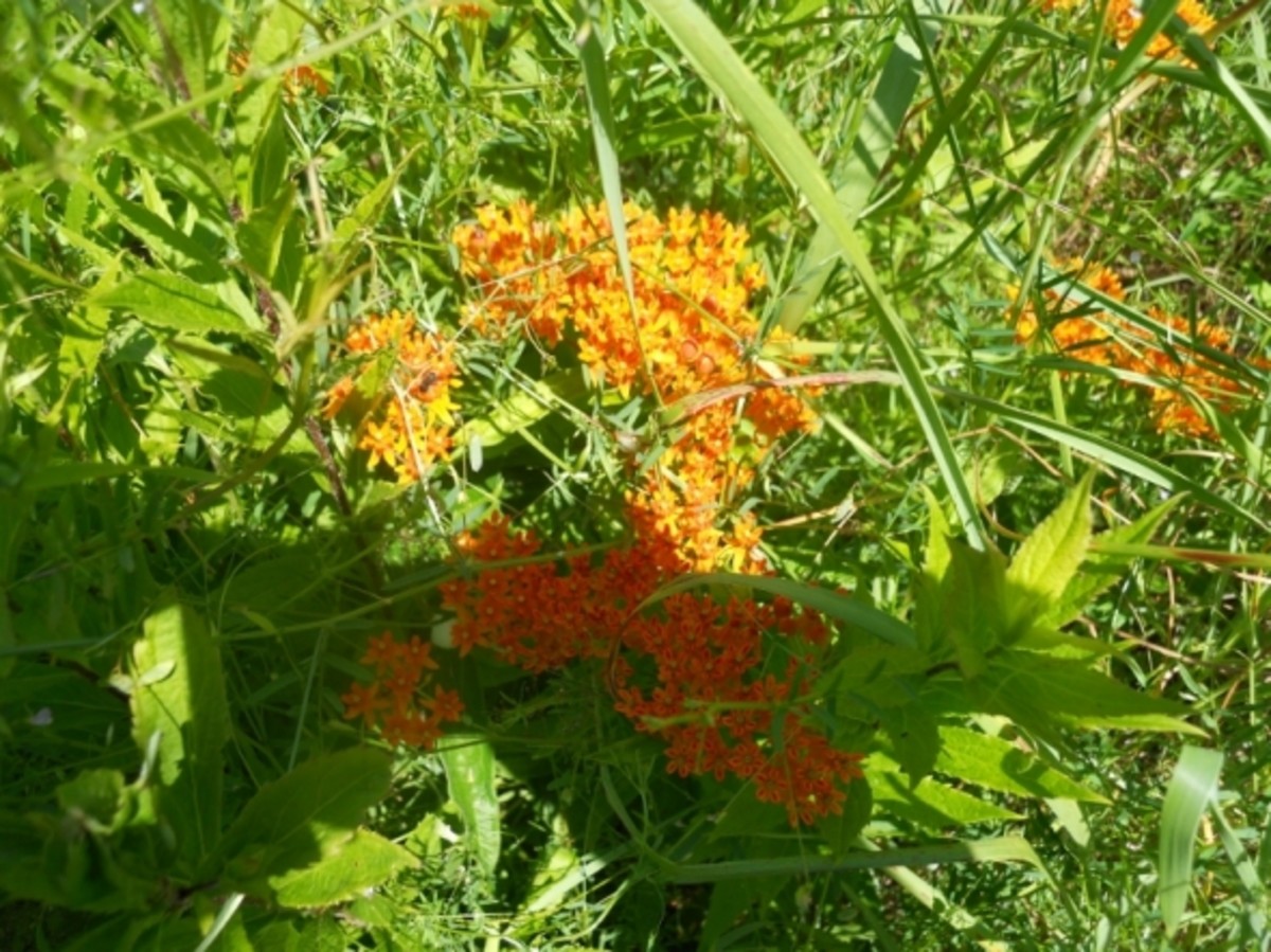 Butterfly Weed -