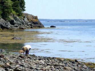 Beachcombing as a child, on a rocky beach of an unihabited island in the Bay of Fundy.