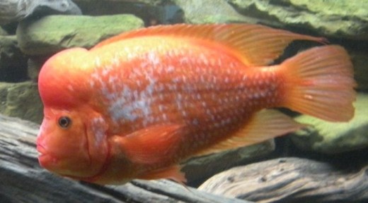 Shedd Aquarium Fish