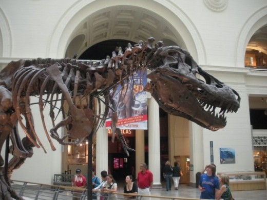 Sue Dinosaur Fossil Field Museum