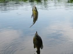 2 fish at a time