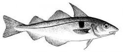 atlantic haddock