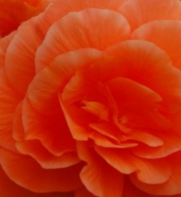 Settings include macro settings to achieve beautiful close ups