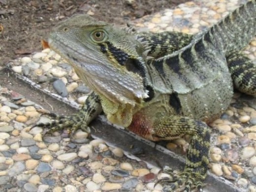 A male Water Dragon