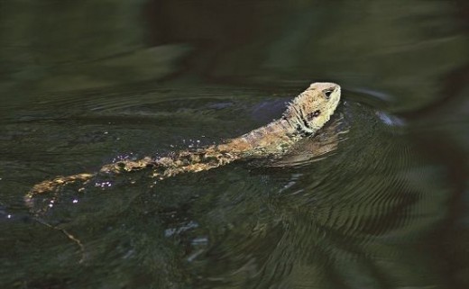 Water Dragon swimming