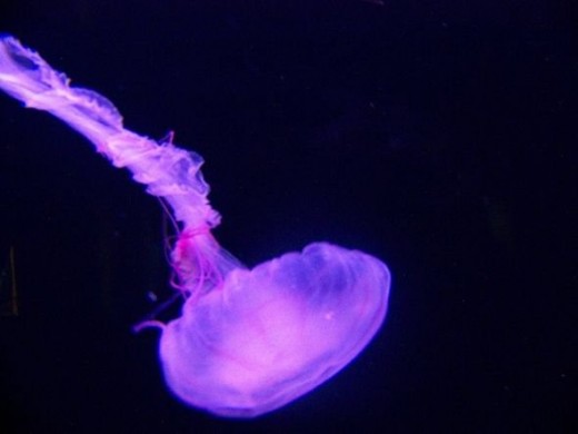 Jellyfish: Photo Credit: whohnai http://www.flickr.com/photos/13511355@N06/1376582690/sizes/z/