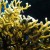 Fire Coral: Photo Credit: Derek Keats http://www.flickr.com/photos/dkeats/6377765803/sizes/z/