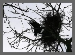 Crows Nest
