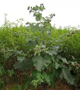 Common burdock