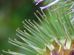 Velcro / Burdock hooks