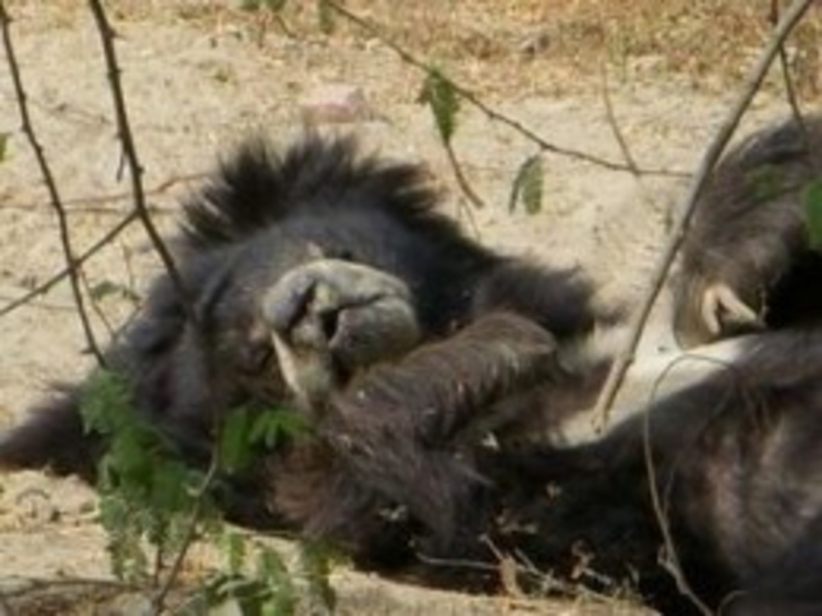 Contented Rescued Bear At Wildlife S.O.S. Agra Sanctuary In Agra
