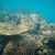 These reefs are so close to the surface that you don't really need to dive to get a good picture. These reefs are so close to the surface that you don't really need to dive to get a good picture.