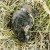 Almost every campsite has a pet dog in 2013. I found a tiny short-tailed mole that may have met a dog. Almost every campsite has a pet dog in 2013. I found a tiny short-tailed mole that may have met a dog.