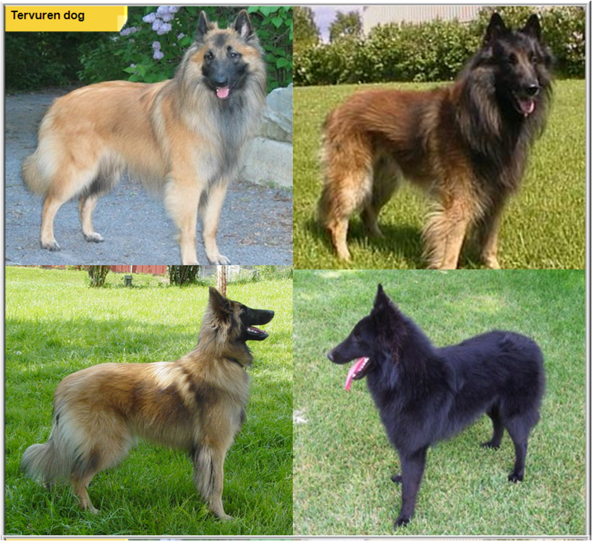 11 Dog Breeds Like the German Shepherd - Kiss Dogs