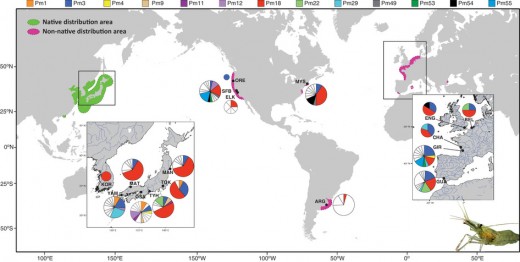 Shrimp Native vs Non-Native Haplotype Distribution around the world