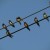 Barn Swallows Barn Swallows