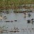 Garganey Garganey