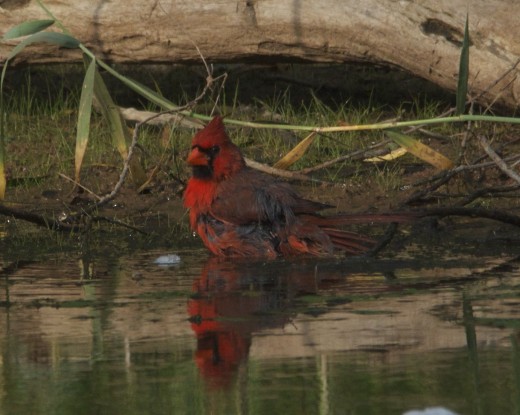 Northern Cardinal Bathing